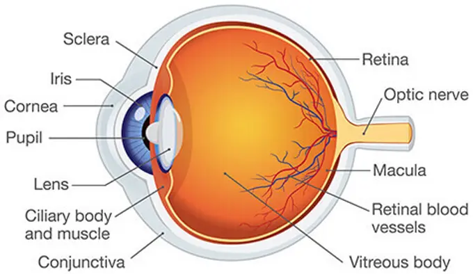 آناتومی چشم