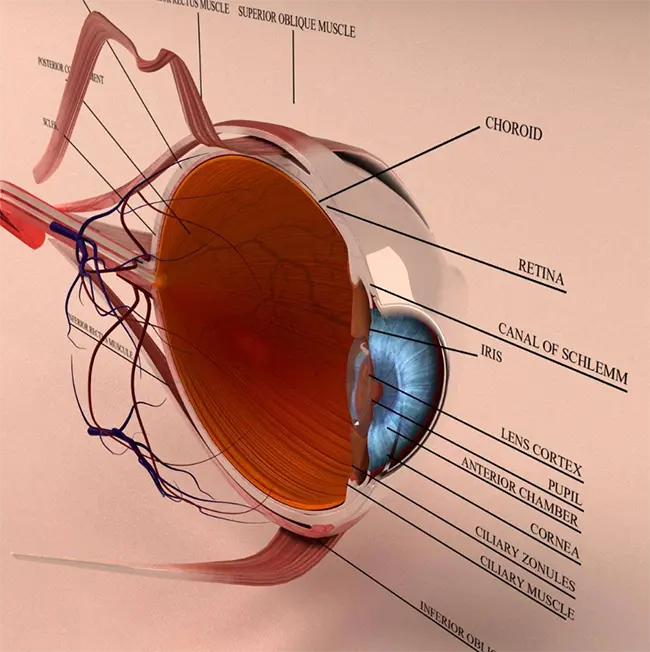 ساختار سه بعدی چشم